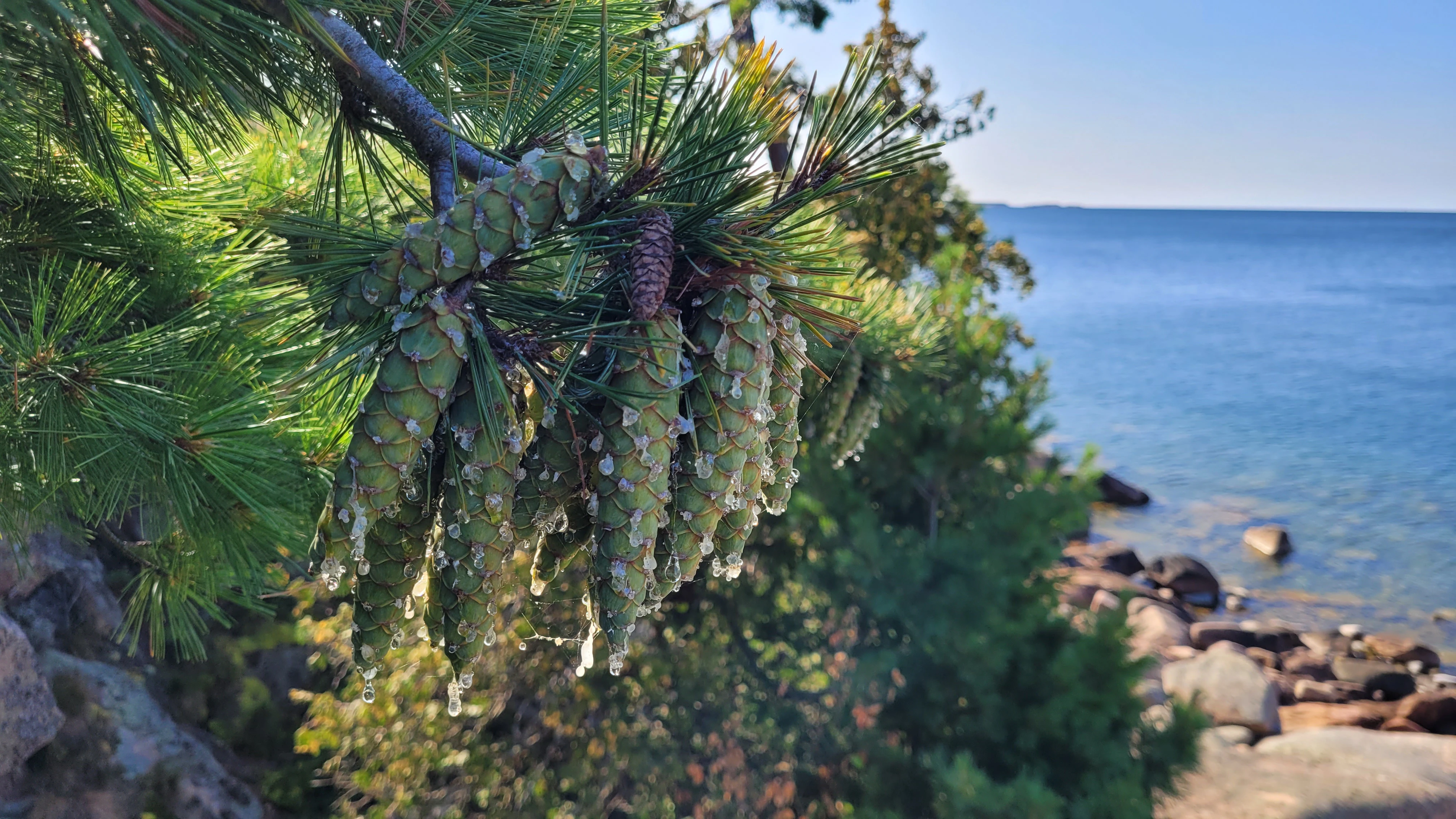 Pine Cones glistening in the sun on Martins Island in the Georgian Bay near Phillip Edward Island